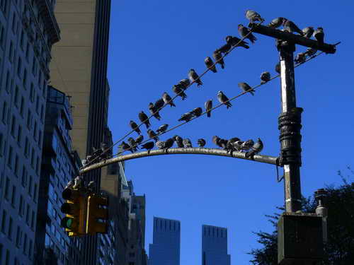 NYC_2012-11-22 13-06-07_P1070506